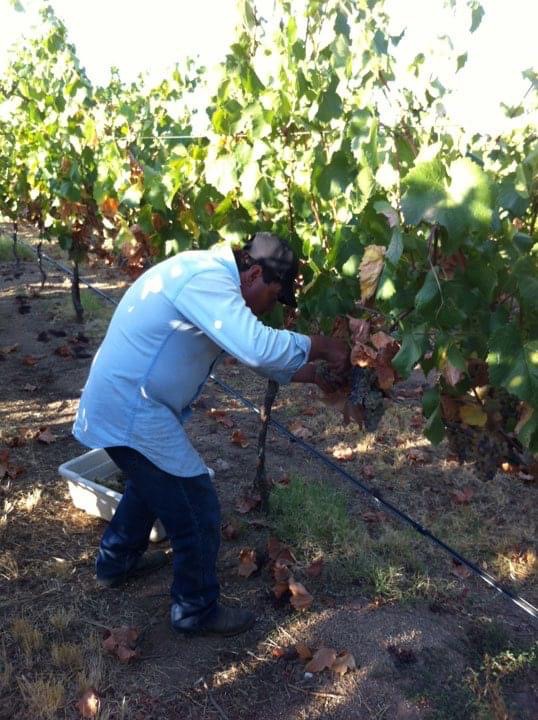 Vineyard scene at Dono dal Cielo