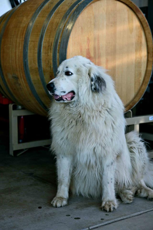 Pearl, Dono dal Cielo's beloved Great Pyrenees, in the vineyard
